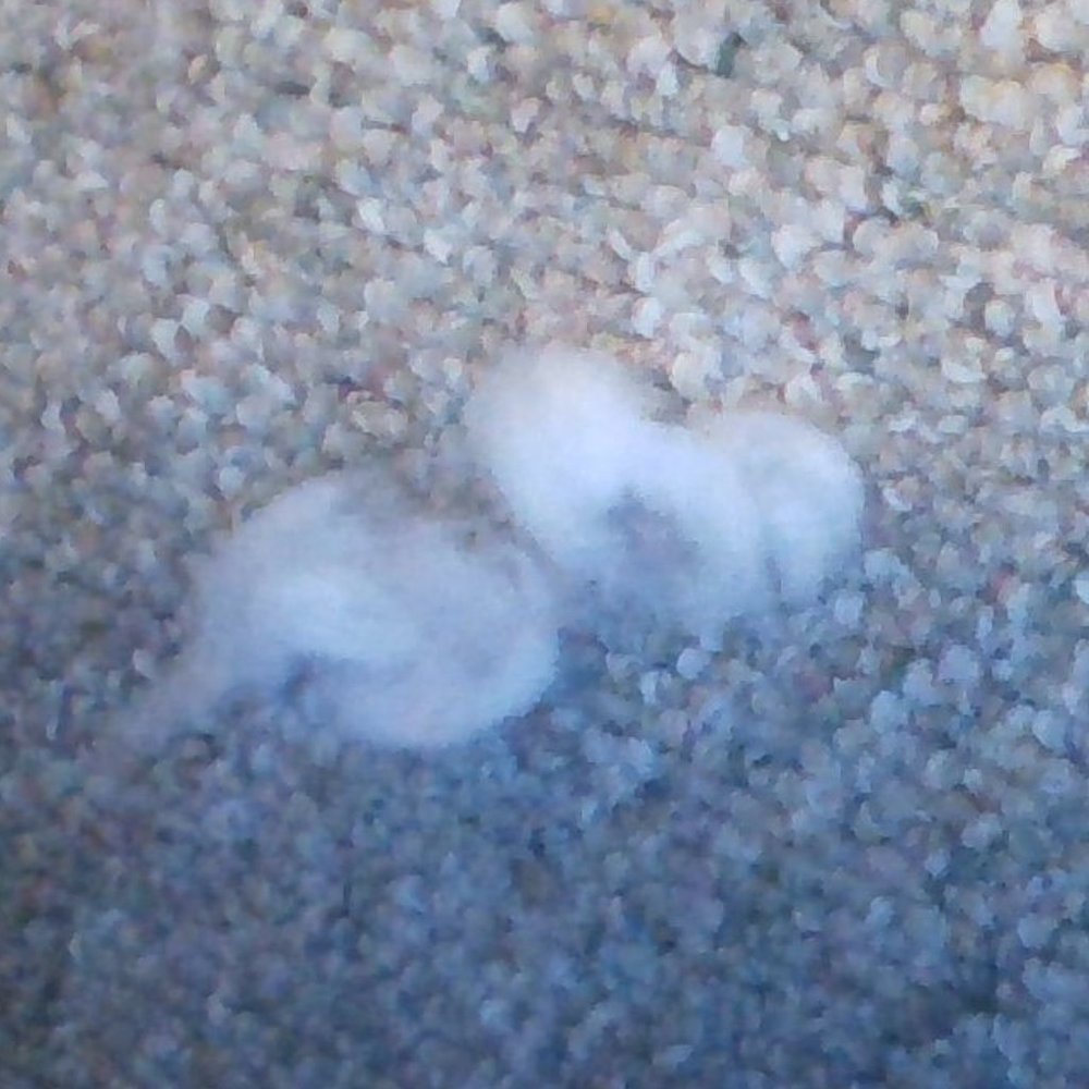 Dryer Lint (MINT CONDITION) slightly torn